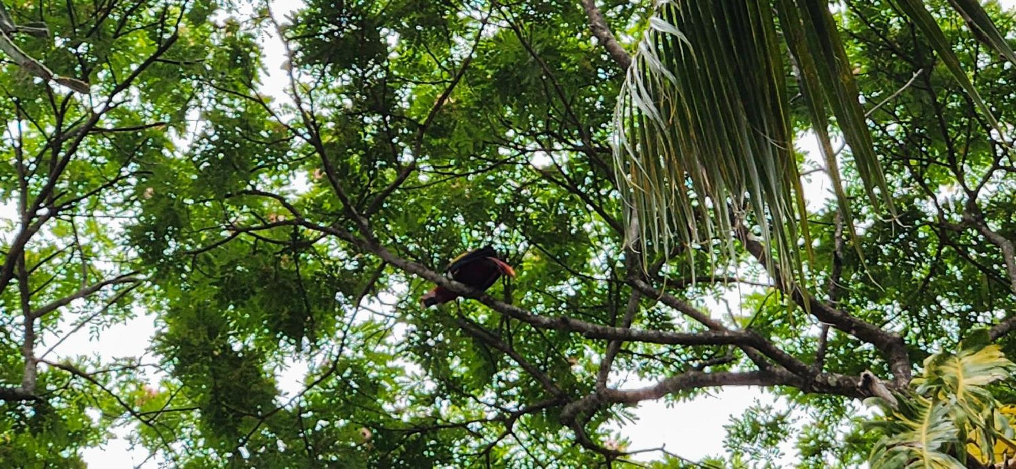 Macaw Paradise Jacó Exterior foto