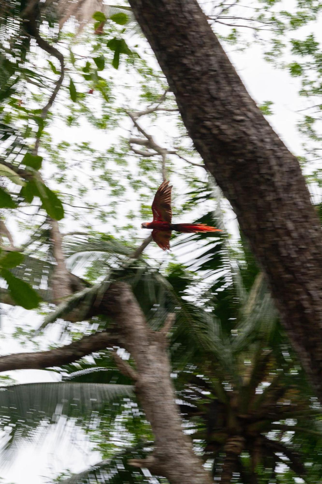 Macaw Paradise Jacó Exterior foto